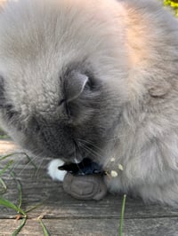 Image 8 of Mushaboo - Merrymoss