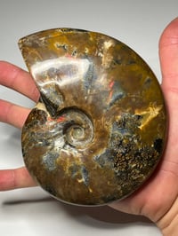 Image 12 of Large Purple Iridescent Ammonite Fossil #2443