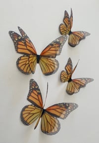 Image 2 of Monarch Beauty (Set of 4)