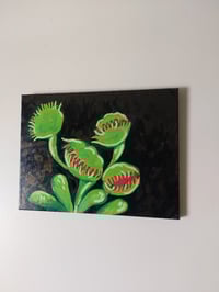 Image 3 of Venus Fly Trap