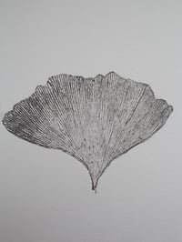 Image 4 of Ginkgo 03
