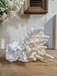 Image 5 of Le Corail blanc 