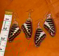 Image 2 of Common Swordtail Forewings - Topside (Light Green)