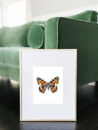 Image 5 of Tortoiseshell Butterfly PRINT