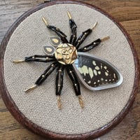 Image 2 of Butterfly spider (c,  4 inches)  