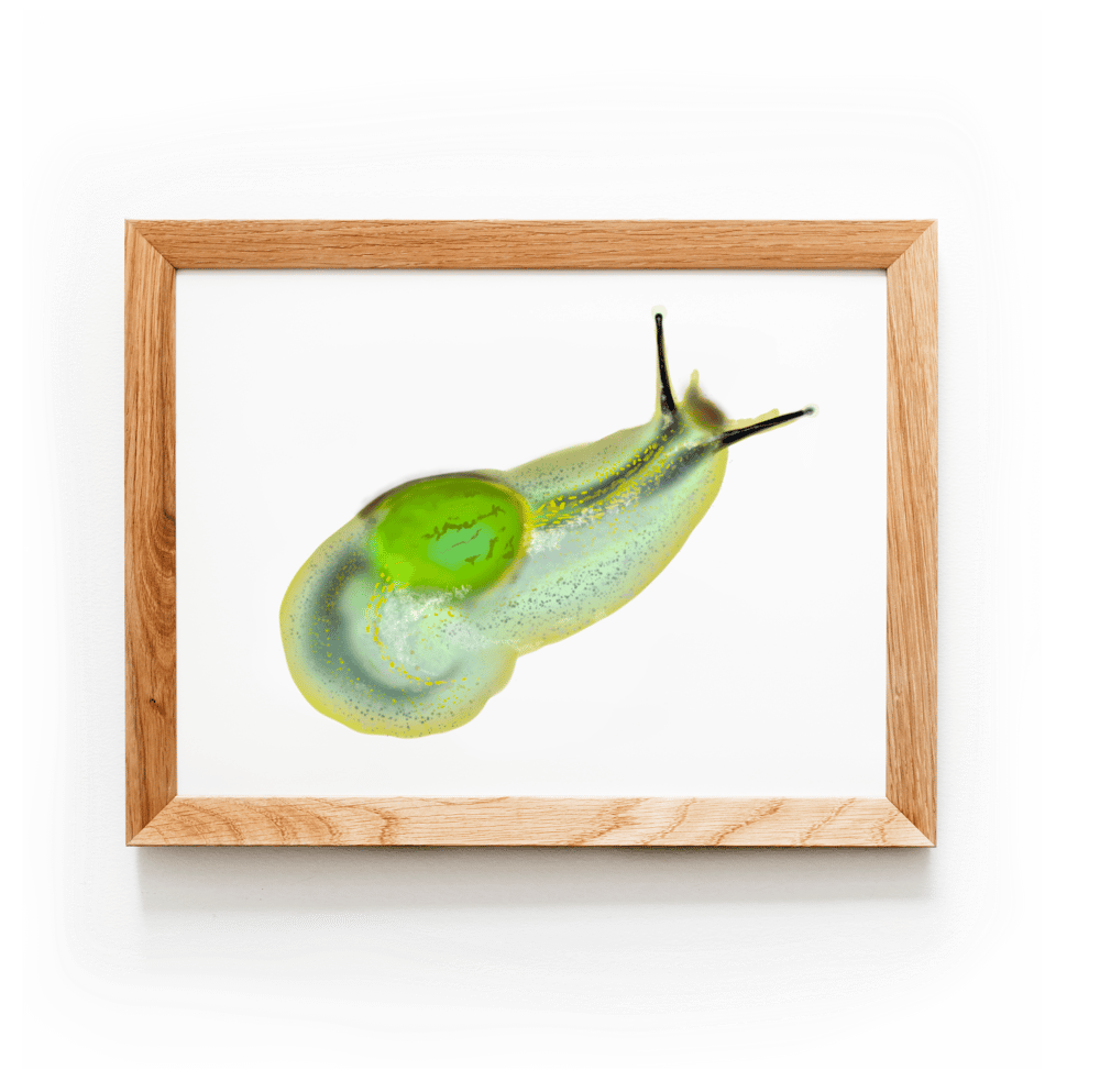 Puerto Rican Semi-Slug | Art Print