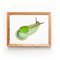 Image 1 of Puerto Rican Semi-Slug | Art Print