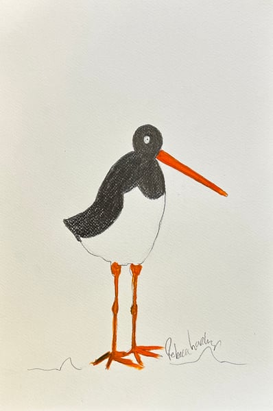 Image of Oi Oi Oystercatcher 
