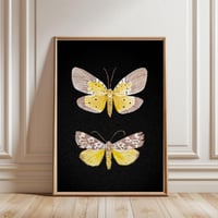 Image 1 of Spilosoma Marmorata & Peridrome Orbicularis Moth LIMITED EDITION PRINT