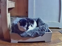 Image 9 of Cat Lounger Frame w/ optional heated bolster bed