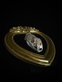 Image 2 of Antique Mink Skull