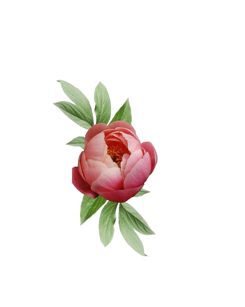 Image of Peony Bud 