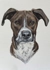 Custom Dog Portrait in Watercolor - Piper