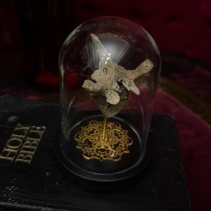 Image of Real Human Vertebrae in Glass Dome