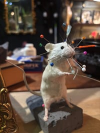 Image 1 of Make your own Taxidermy Mouse Workshop Dec 9th 11am - 3pm
