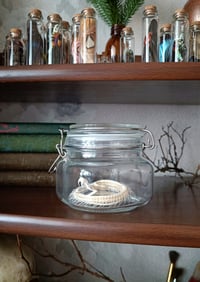 Image 2 of Viper Skeleton in a glass jar