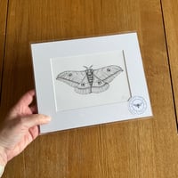 Image 3 of Various 10x8 B/W Moth Giclee Prints