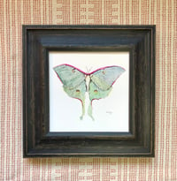 Image 2 of Luna Moth