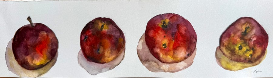 Image of Arkansas Black Apples IV