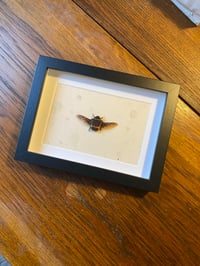 Image 1 of Pachnoda marginata peregrina (African rose beetle)