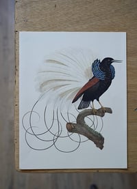 Image 2 of Planches De Bestiaire Du Muséum D'histoire Naturelle - les oiseaux .