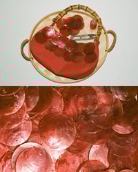 Image 1 of El Seashell Workshop— Veggietando x Islamade