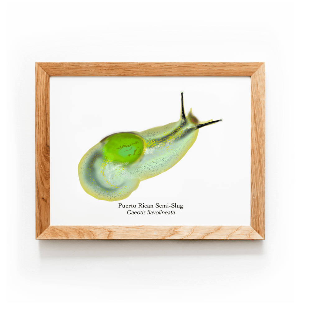 Puerto Rican Semi-Slug | Art Print