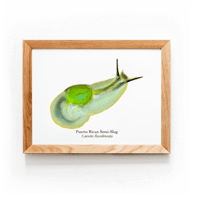 Image 2 of Puerto Rican Semi-Slug | Art Print
