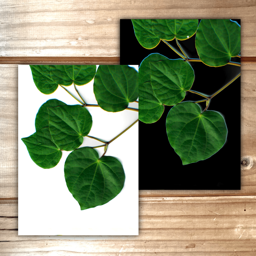 Image of Kawakawa (Light or Dark)