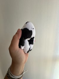 Image 3 of Mini Cow Bloog