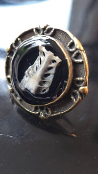 Image 2 of Crow pelvic girdle ring 