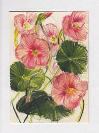 nasturtium no. 4