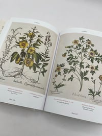 Image 3 of Basilius Besler. Florilegium. The Book of Plants