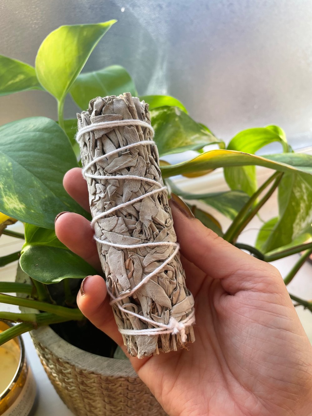 Image of White Sage