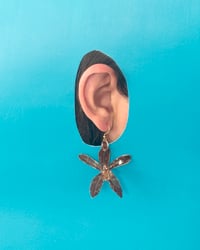 Image 2 of Orquídeas | “stud”