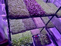 Image 5 of Blend of Organic Microgreens