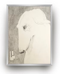 Borzoi
