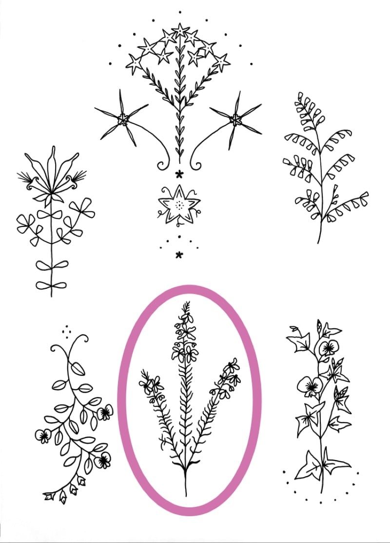 Image of ‘Tetratheca pilosa’ tattoo design