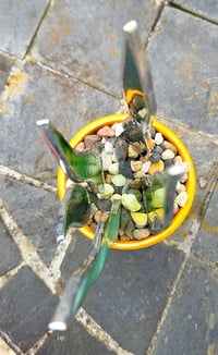 Image 4 of Stained Glass Snake Plant in Bee Pot 🐝 