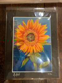Image 3 of Sunflower for Ukraine 