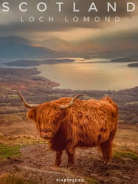 Loch Aye the Coo