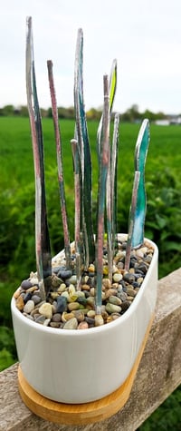 Image 2 of Stained Glass Snake Plants in Oblong Pot