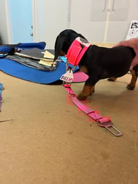 Small Dog ID Tags 
