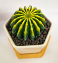 Image 1 of Green Fused Succulent in Hexagonal pot