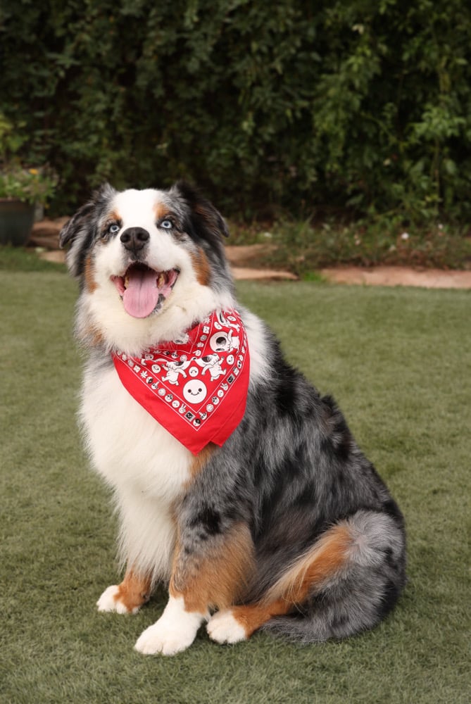 Image of Skully bandana (red) 