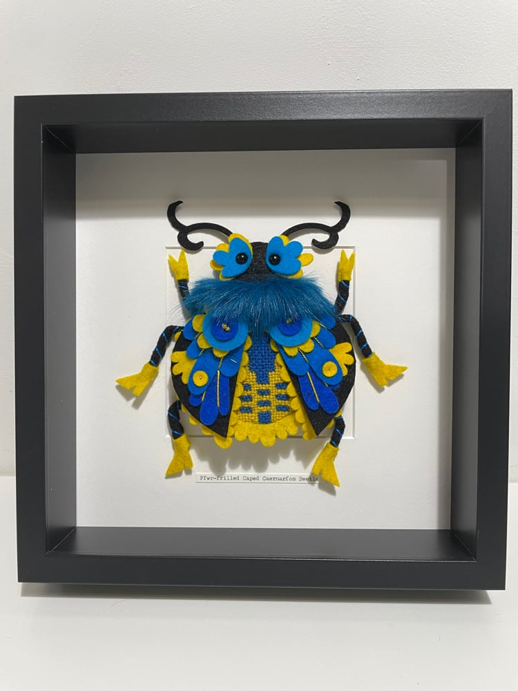 Image of Ffwr-frilled Caped Caernarfon Beetle