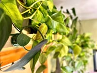 Image 2 of Plant Clips - 10 pack
