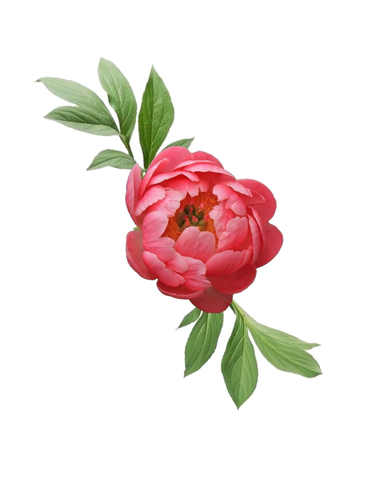 Image of Peony