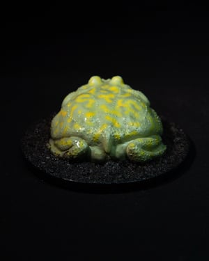 Budgett’s Frog Model Blue Eyes