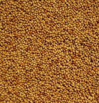 Image 1 of Crimson Clover Seeds